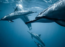 《午夜》测试版职业生存指南更新：你必须了解的改动